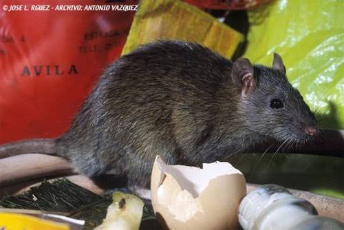Ratas y Roedores - Control FarmaBichos